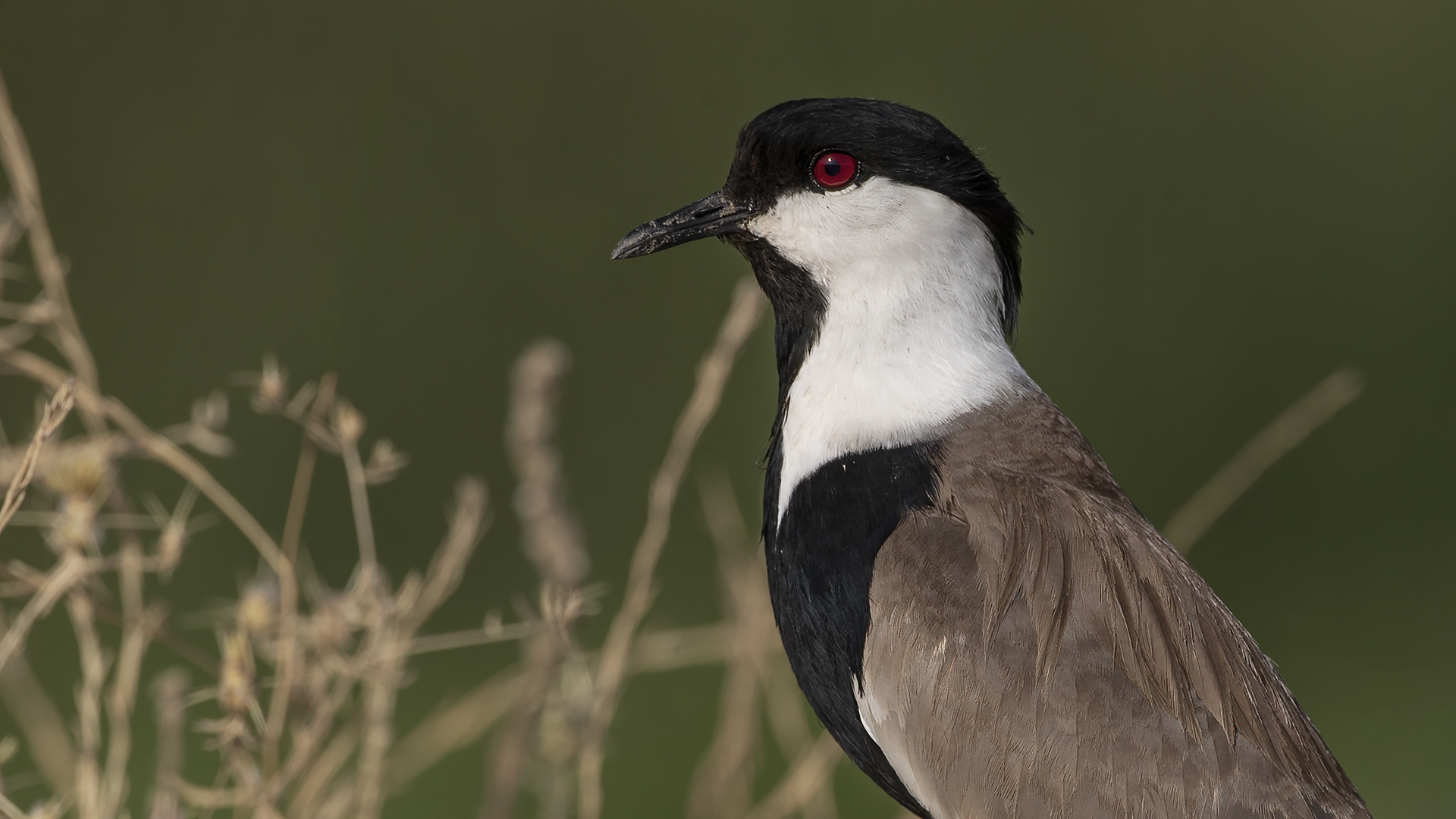 Spur-winged Lapwing